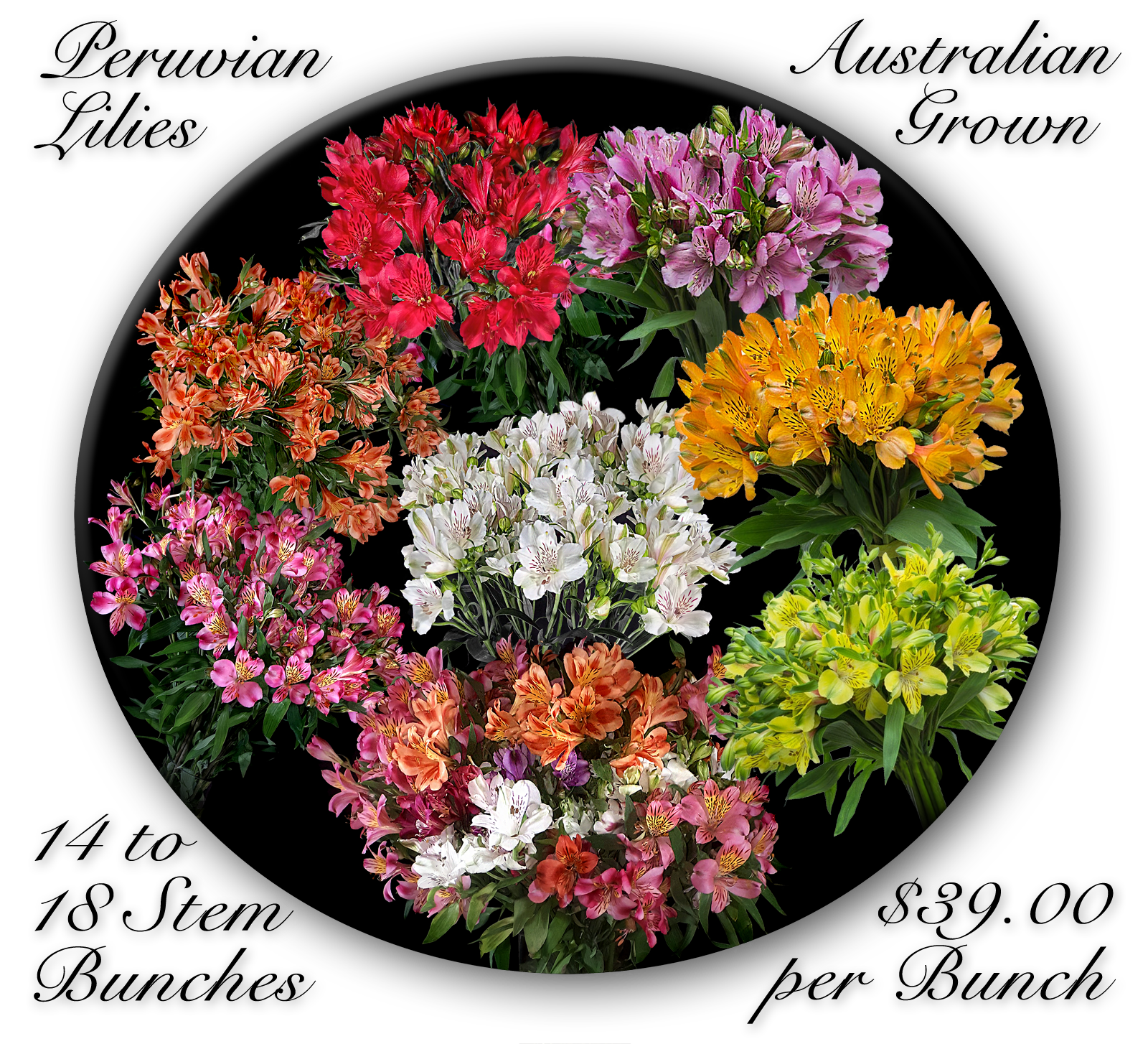 CALOUNDRA FLORIST BULK FLOWERS