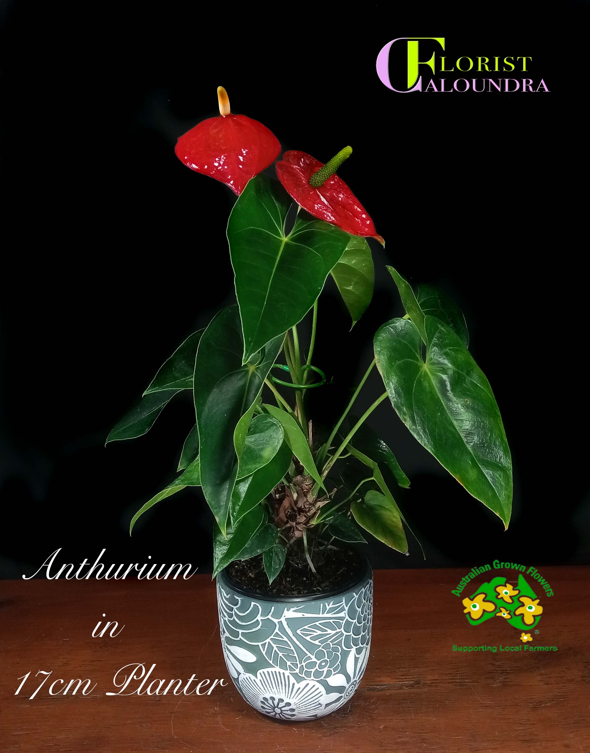 ANTHURIUM IN PLANTER