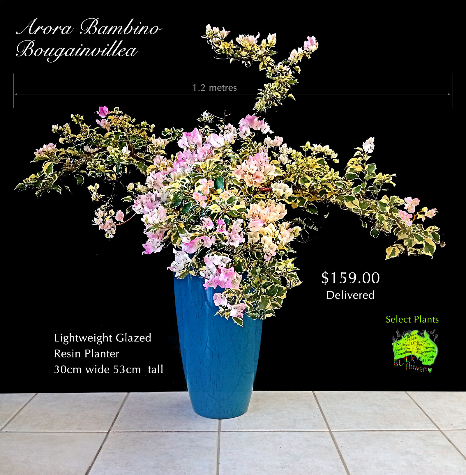 ARORA BAMBINO BOUGAINVILLEA