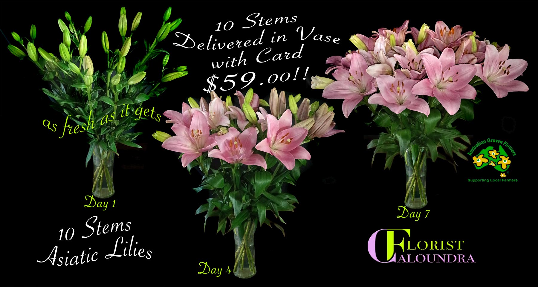 10 ASIATIC LILIES