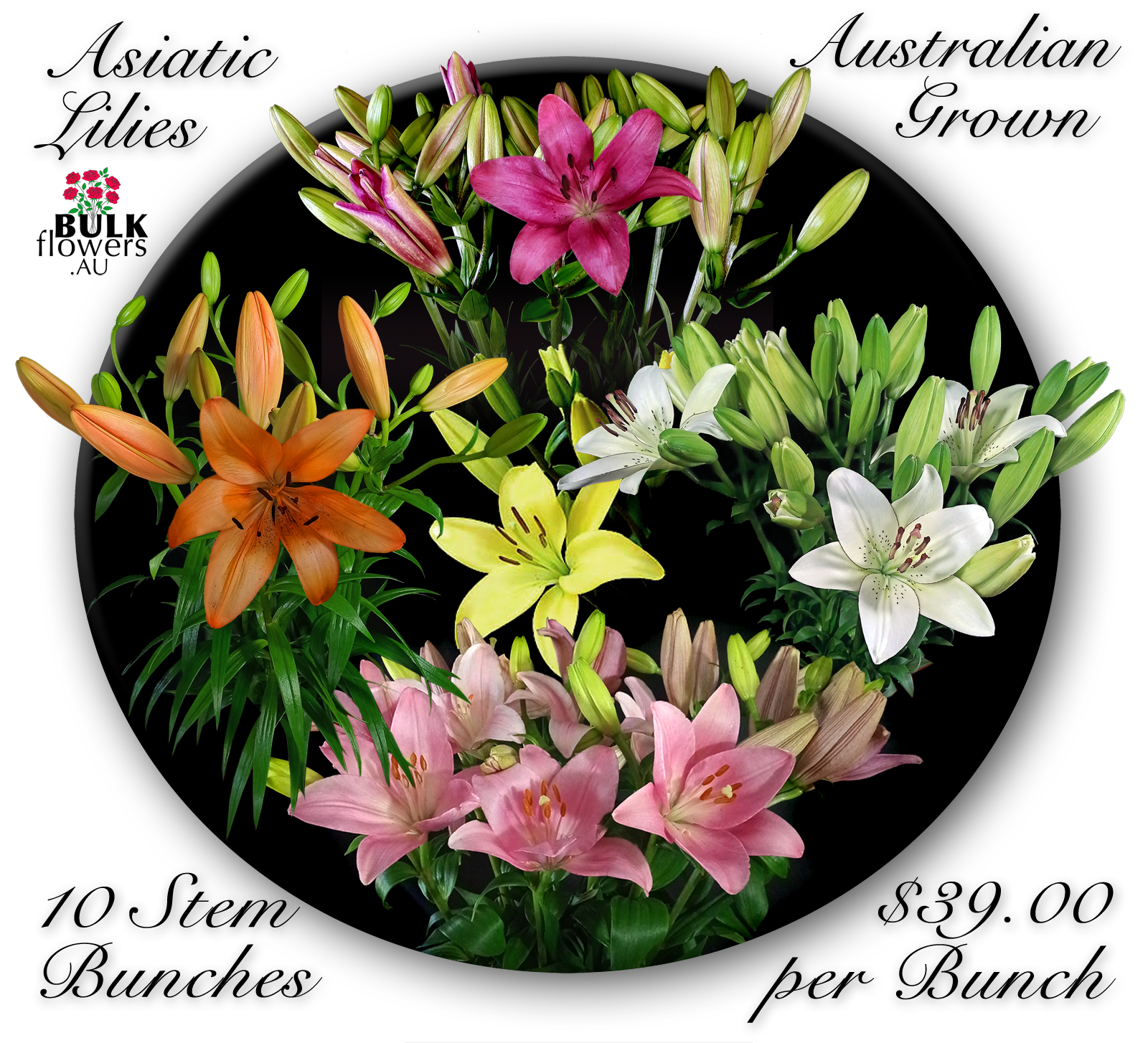 ASIATIC LILIES