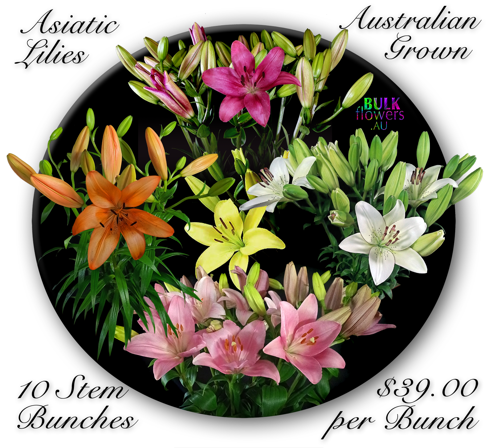 ASIATIC LILIES