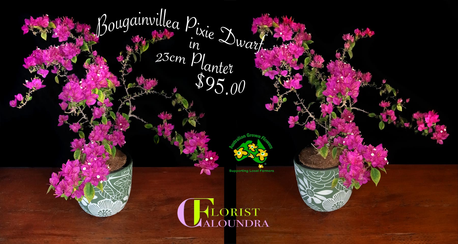 BOUGAINVILLEA PIXIE DWARF