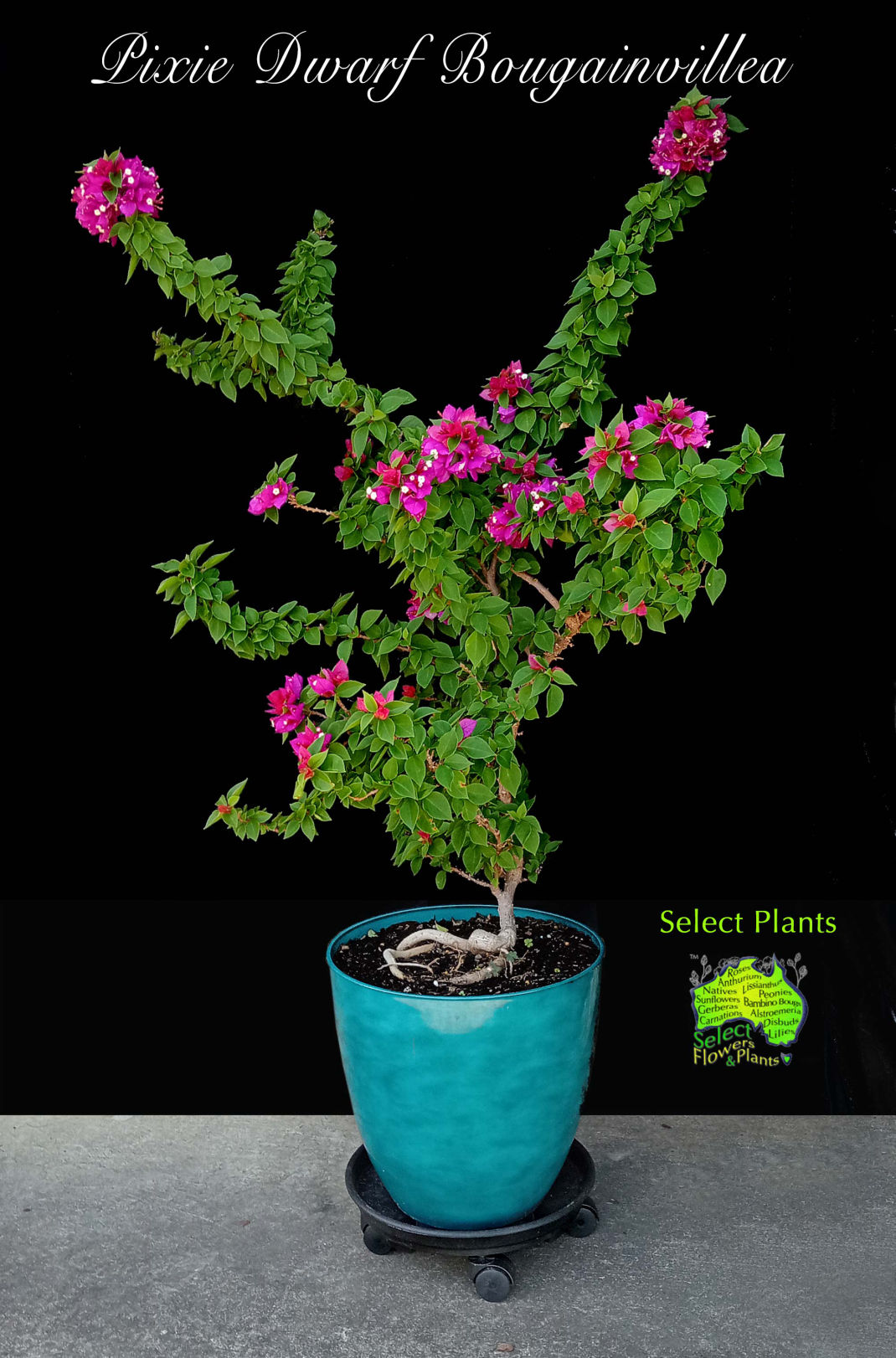 DWARF BOUGAINVILLEA