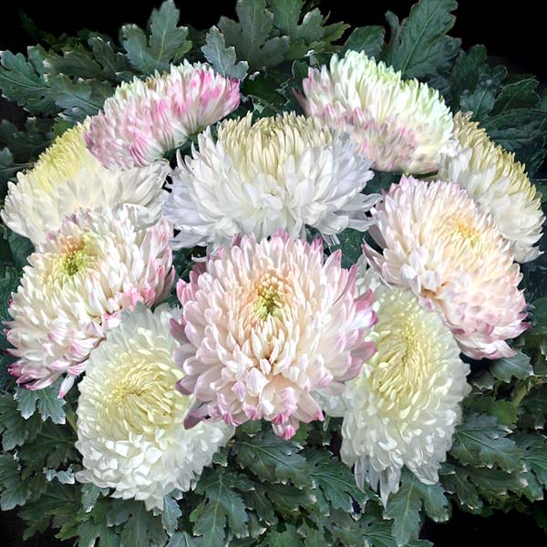 MAGNUM DISBUDS