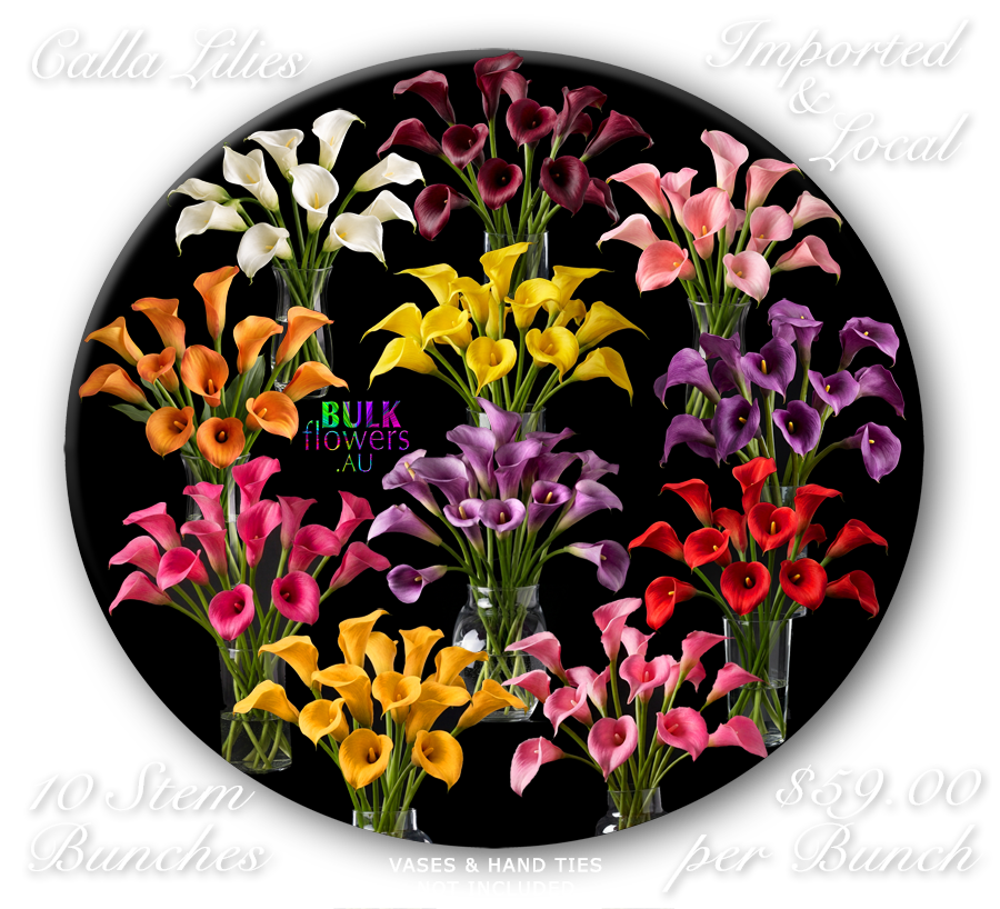 CALLA LILIES