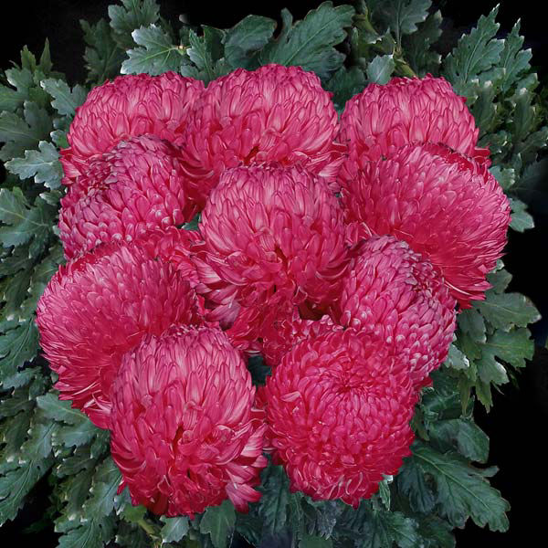 HOT PINK DISBUDS