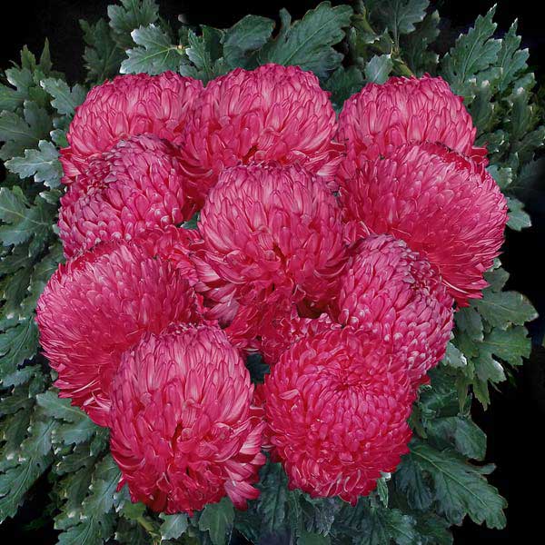 HOT PINK DISBUDS