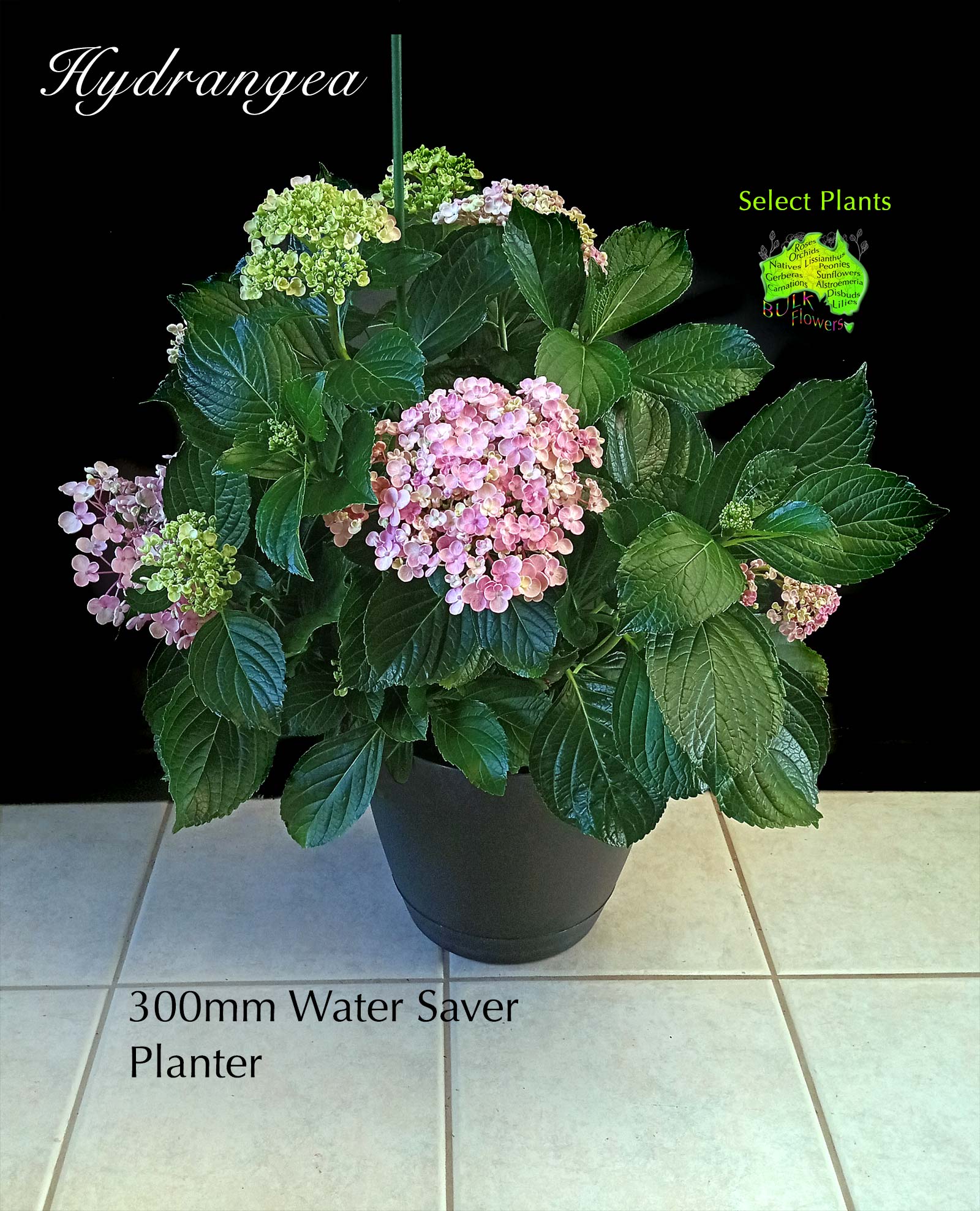 HYDRANGEA IN 300mm PLANTER