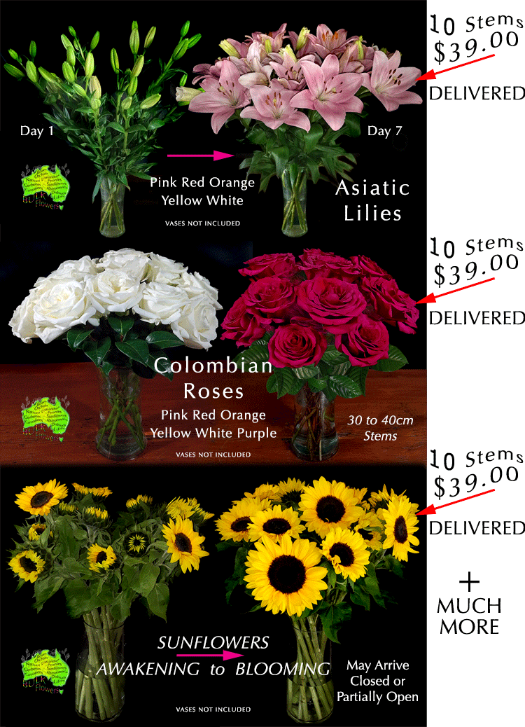 CHRISTMAS LILIES ROSES SUNFLOWERS