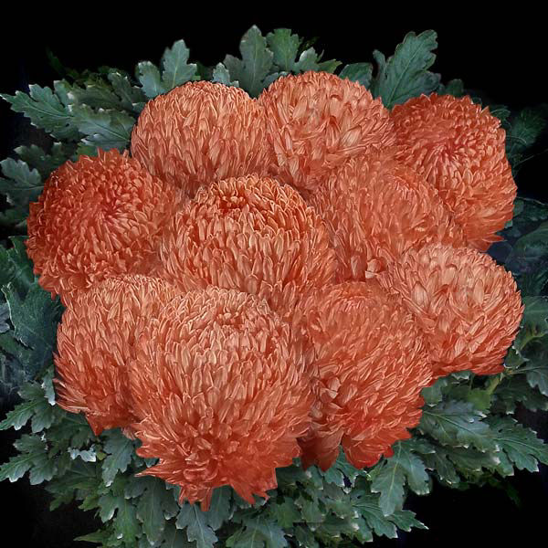 ORANGE DISBUDS