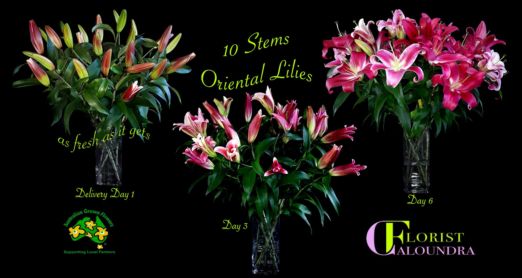 PINK ORIENTAL LILIES