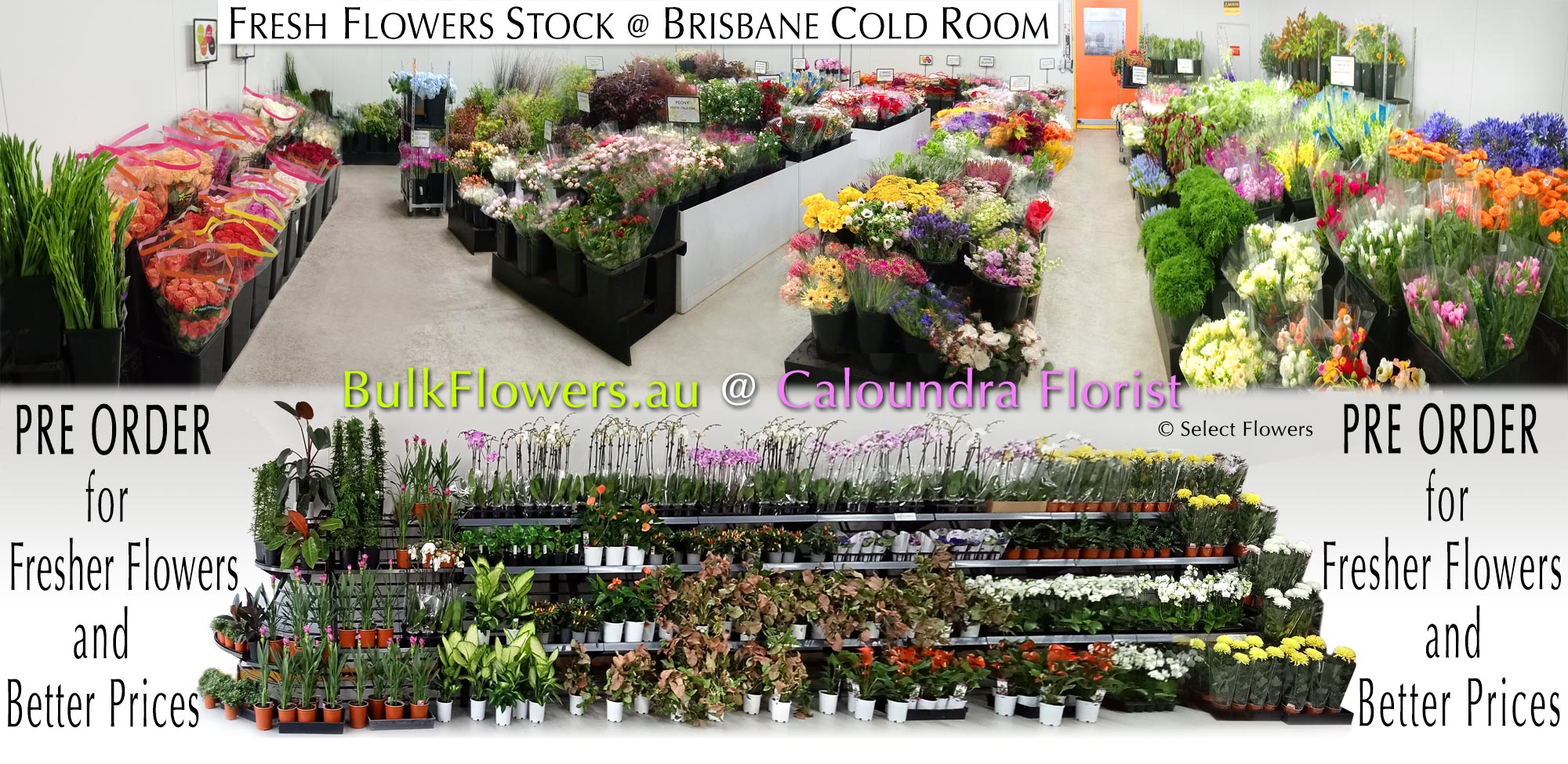 BULK FLOWERS CALOUNDRA