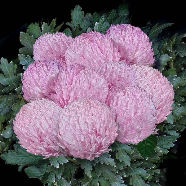 PINK DISBUDS