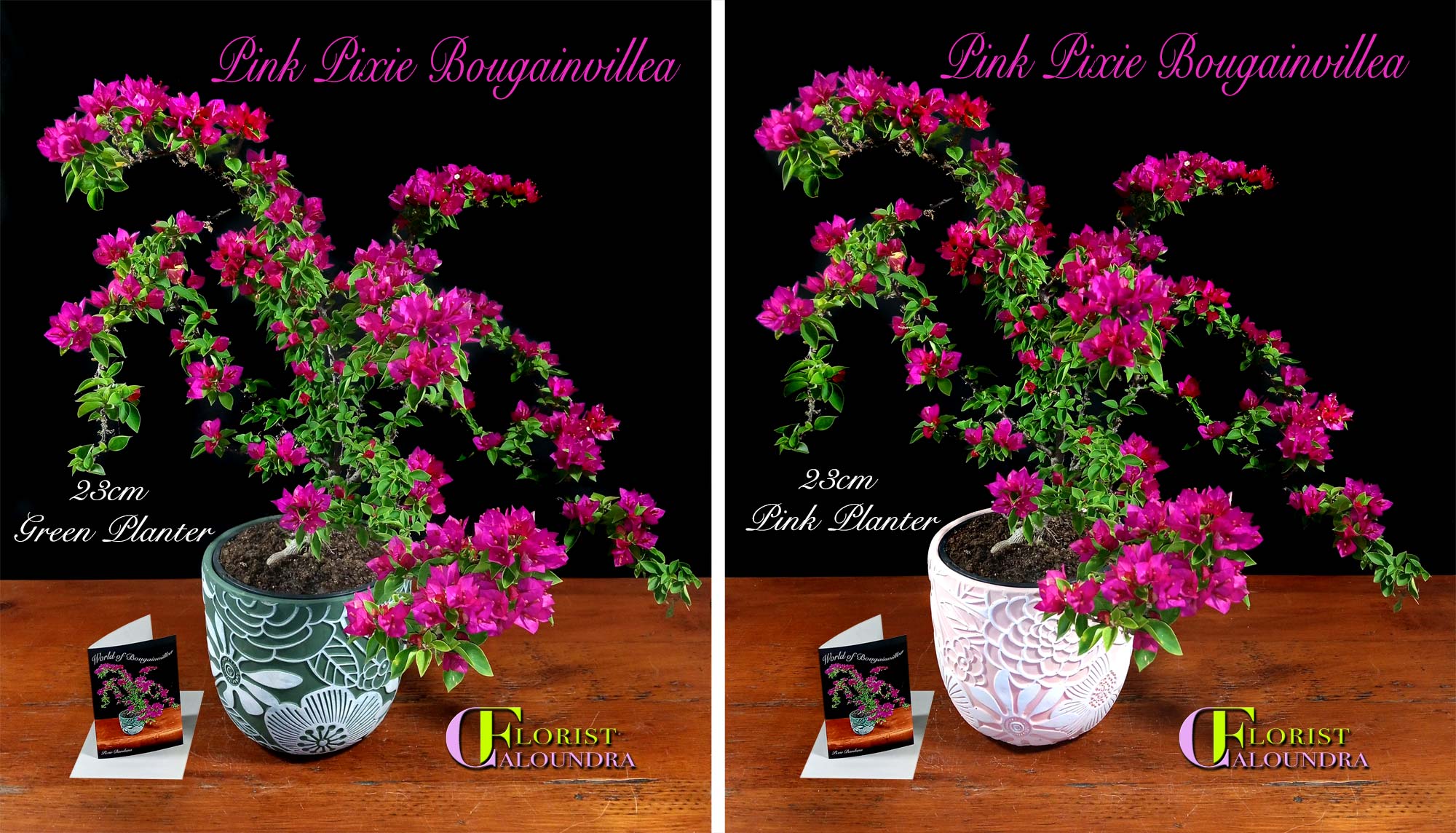 PIXIE BOUGAINVILLEA in PLANTER