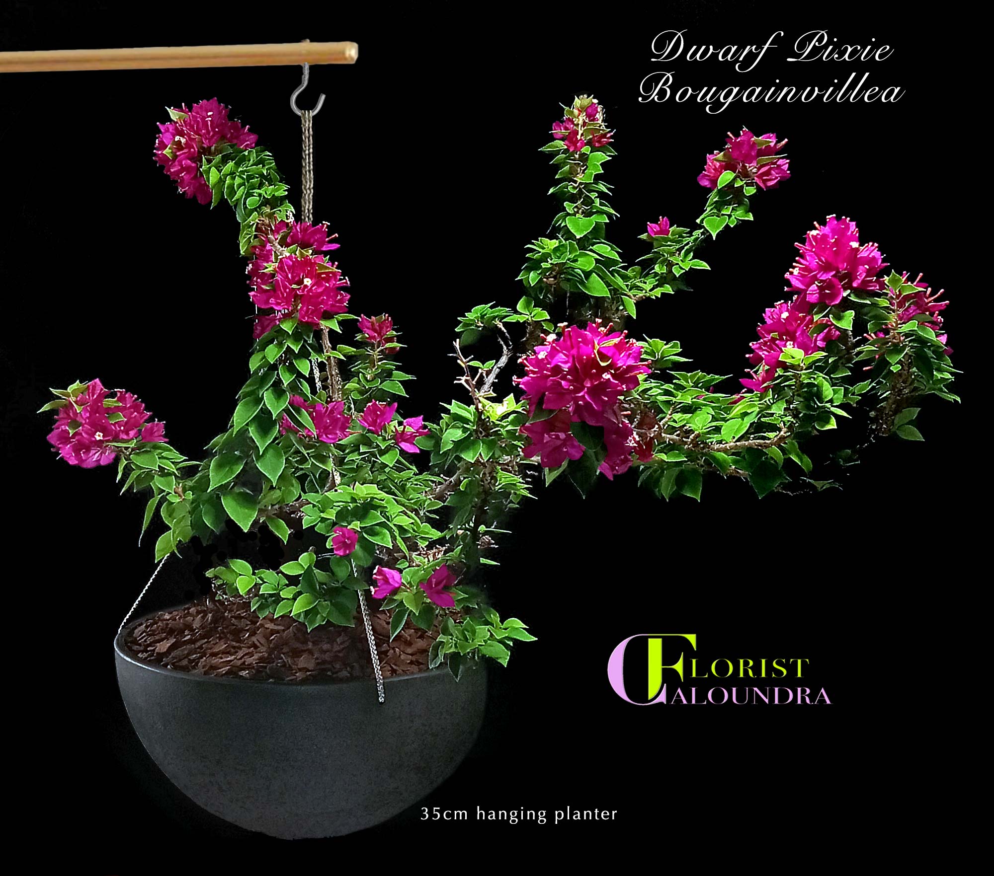 DWARF BOUGAINVILLEA