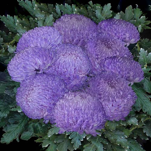 PURPLE DISBUDS