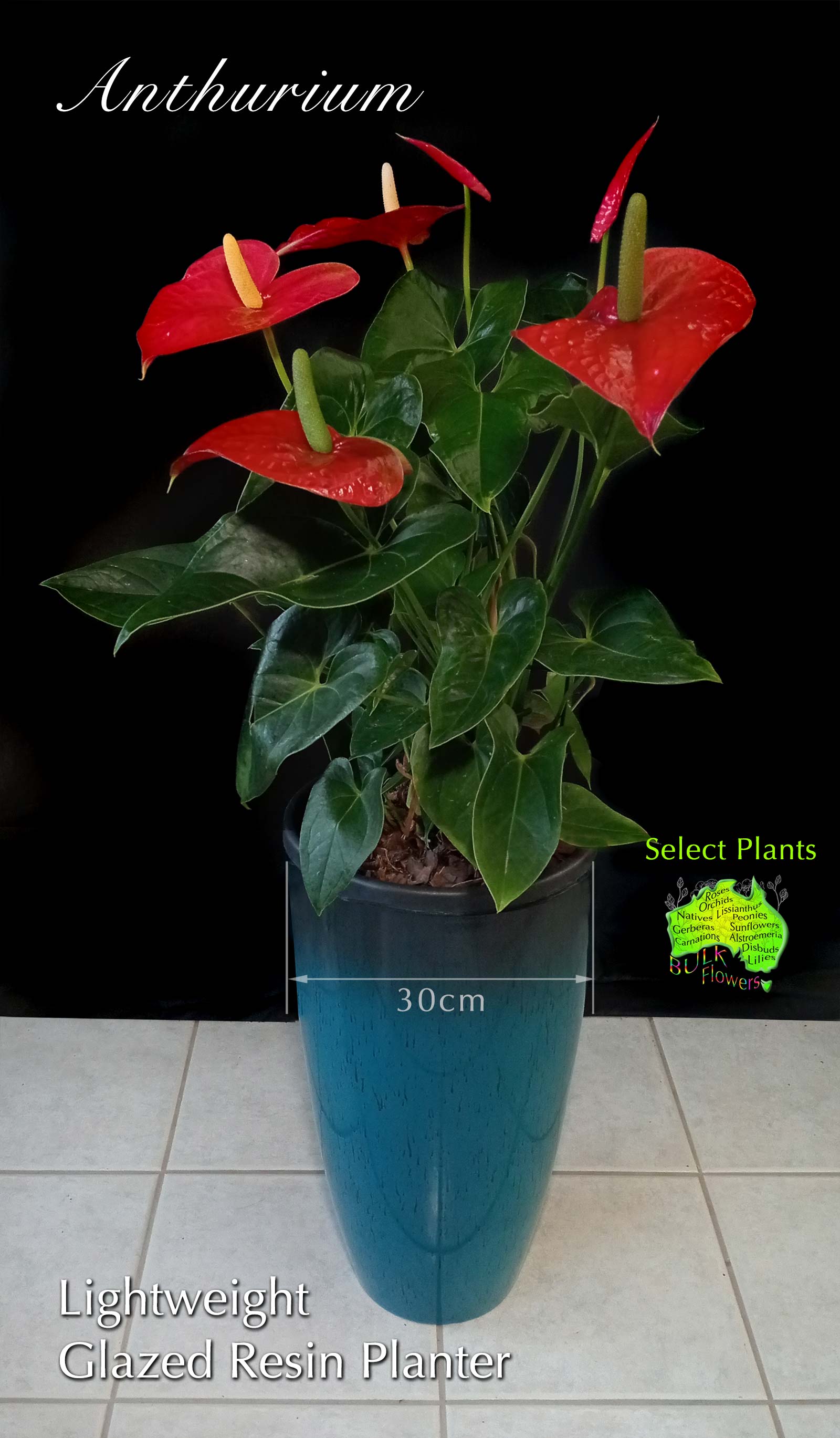 RED ANTHURIUM