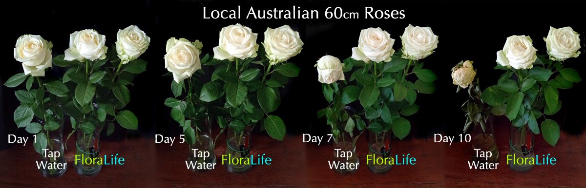 FLORALIFE ROSES DEMO