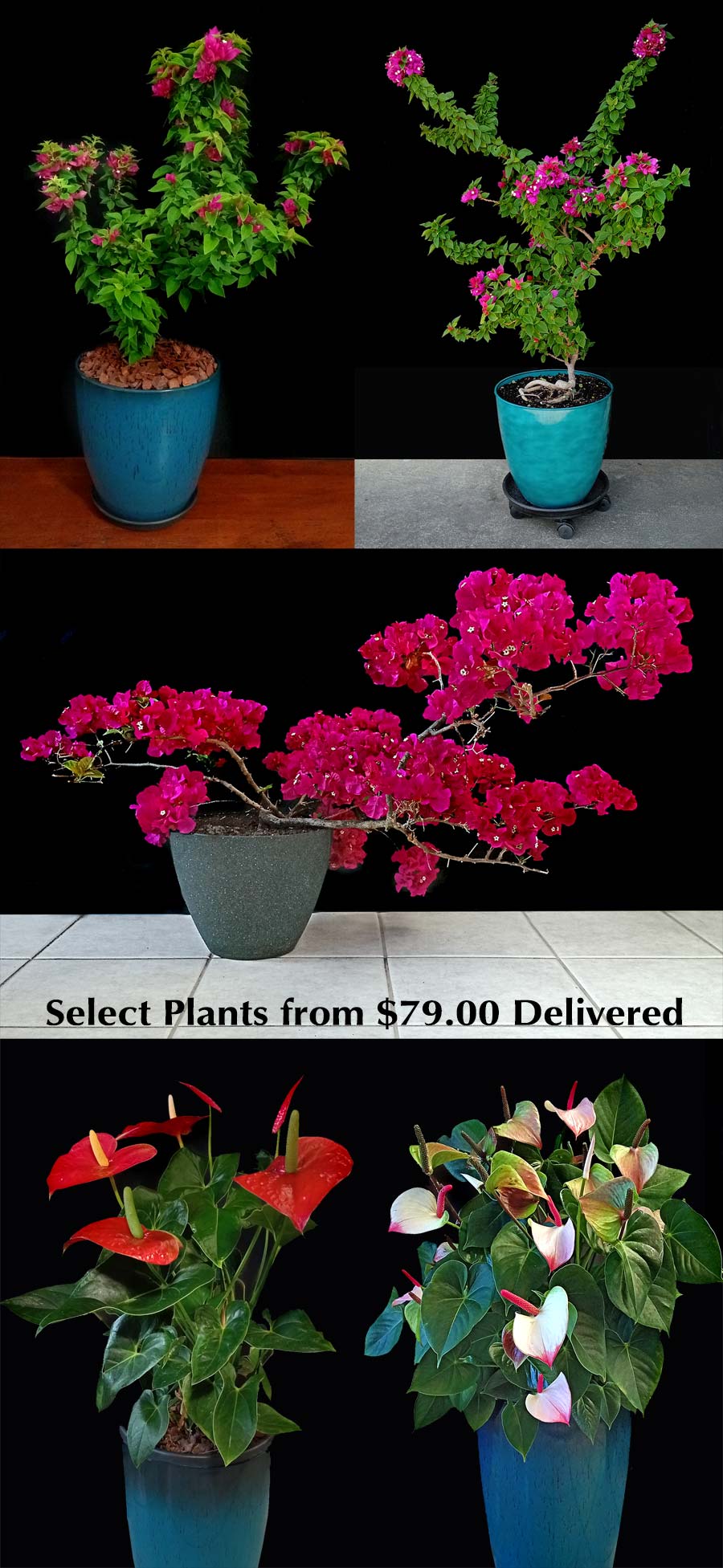 SELECT PLANTS