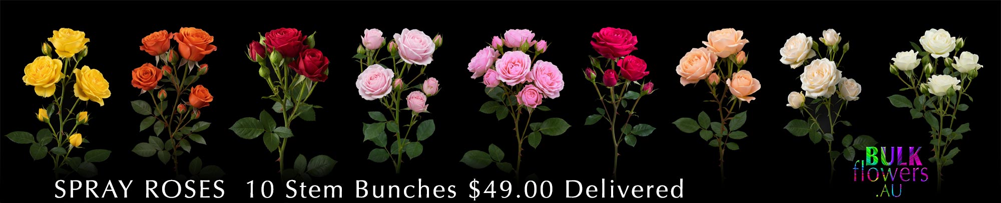 BULK FLOWERS SPRAY ROSES