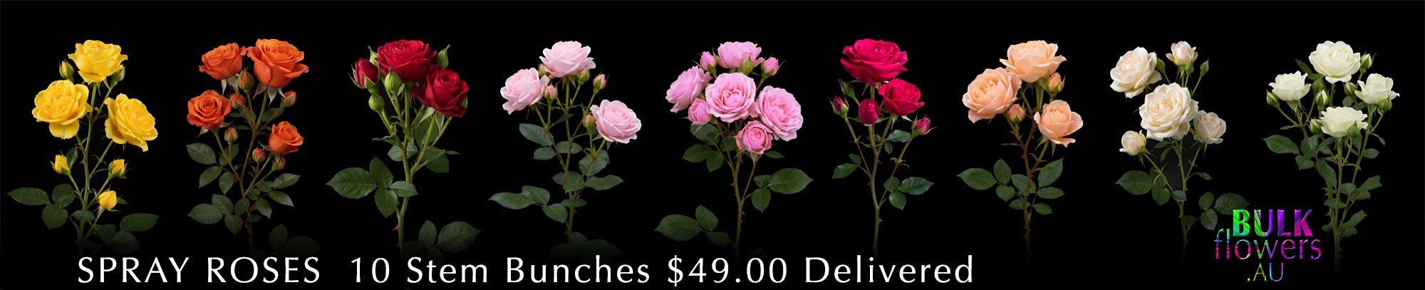 BULK FLOWERS SPRAY ROSES