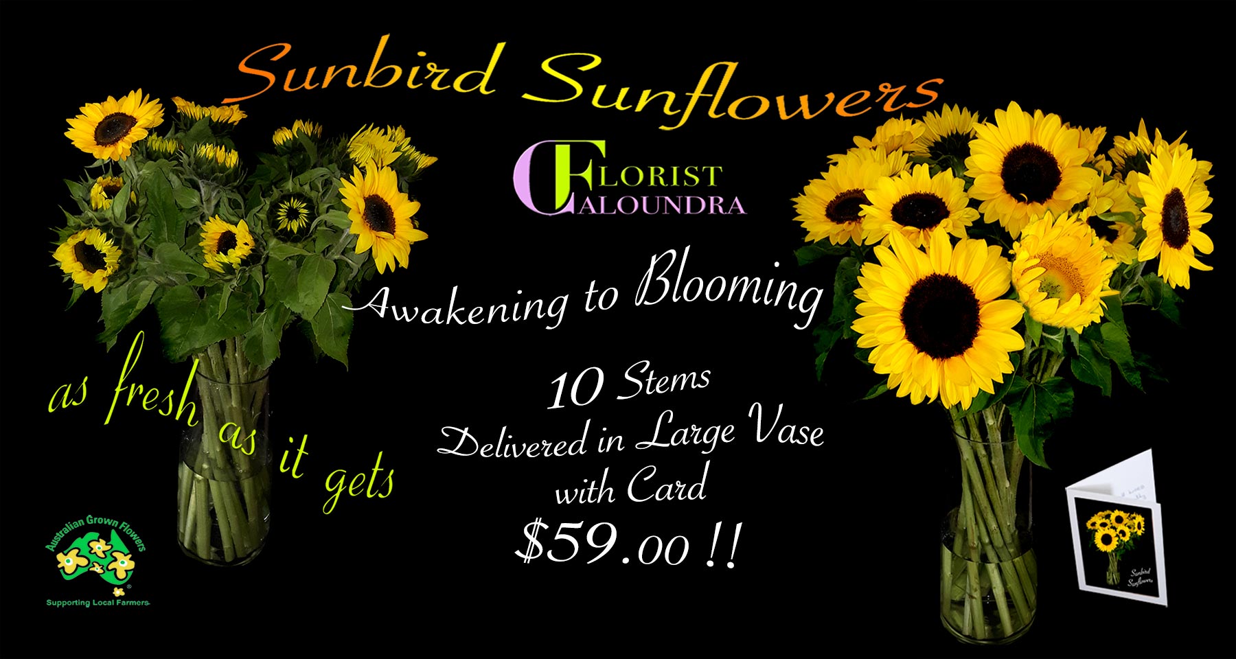 CALOUNDRA FLORIST BULK FLOWERS