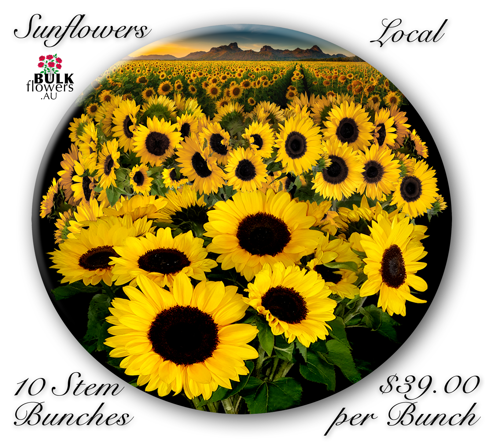 SUNFLOWERS
