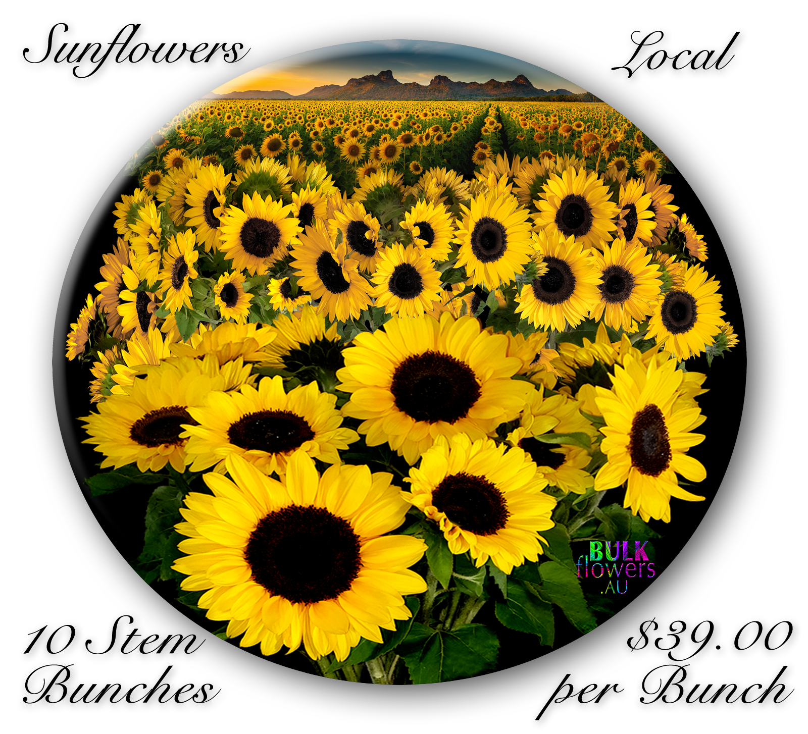 SUNFLOWERS