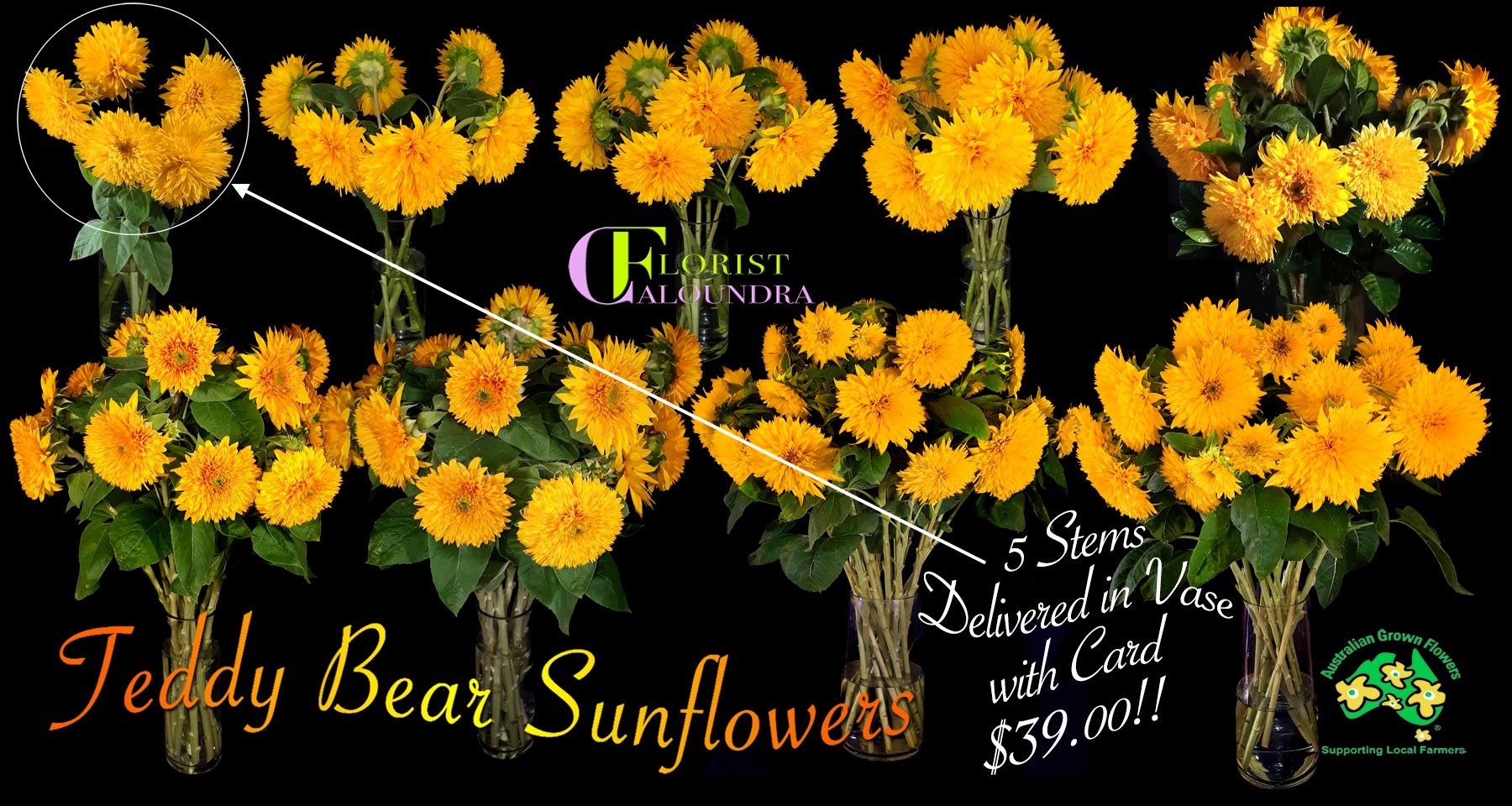 TEDDY BEAR SUNFLOWERS