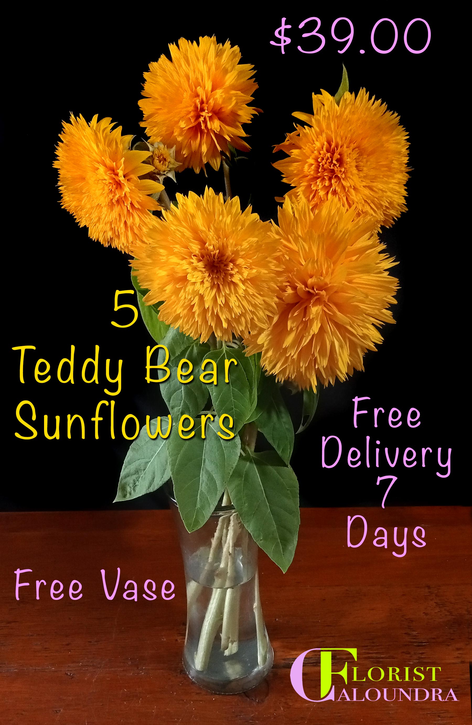 TEDDY BEAR SUNFLOWERS