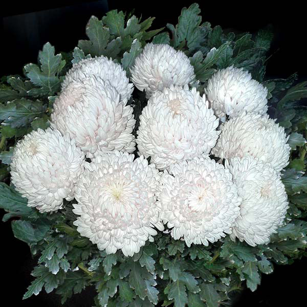 WHITE DISBUDS